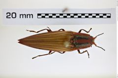 Foto (Dorsalansicht) von Semiotus punctatostriatus (Candèze, 1857) (NHMW-ZOO-COL-0008234)